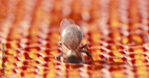 Honey bee walking on honeycomb close up macro background