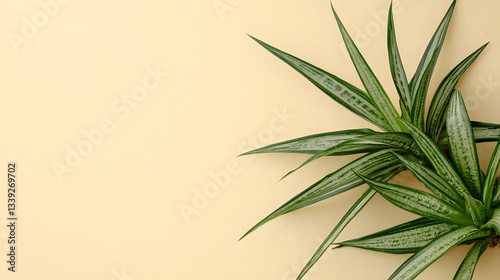 Serene Sansevieria on the Horizon: A close-up shot of a sansevieria plant featuring its lush green leaves against a yellow background, evoking a sense of modern design.