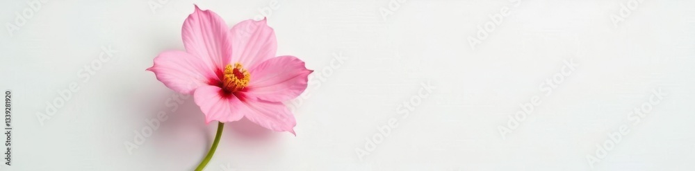 A single flower blooms on a pristine white surface, Blossom, Blooming A single flower blooms on a pristine white surface, Blossom, Blooming