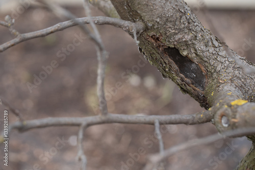 Canvastavla Black canker damaging apple tree branch in orchard