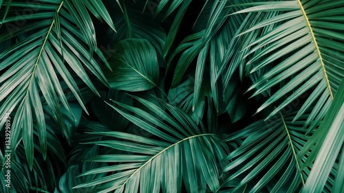 Dense green palm leaves forming a natural tropical canopy