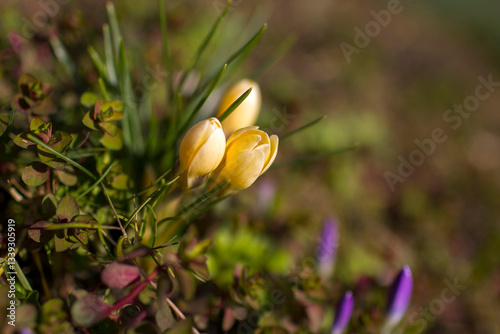 crocus flowers in the garden -  spring flowers