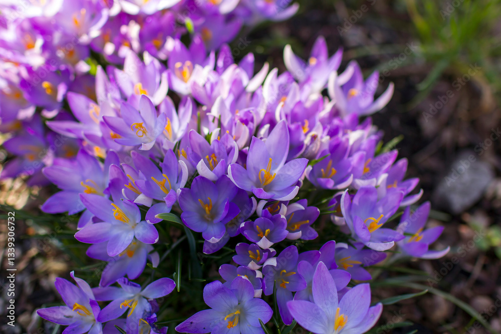 crocus flowers in the garden - spring flowers