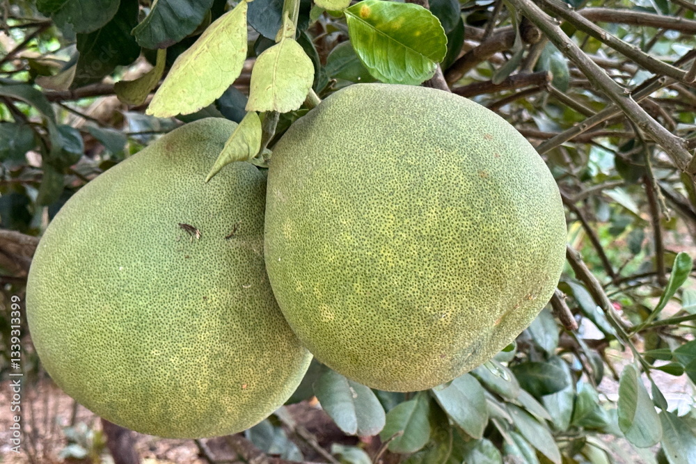 Big green pomelos growing on the tree in the farm