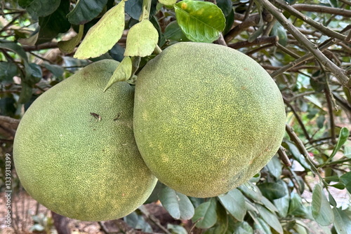 Obraz na płótnie Big green pomelos growing on the tree in the farm w salonie