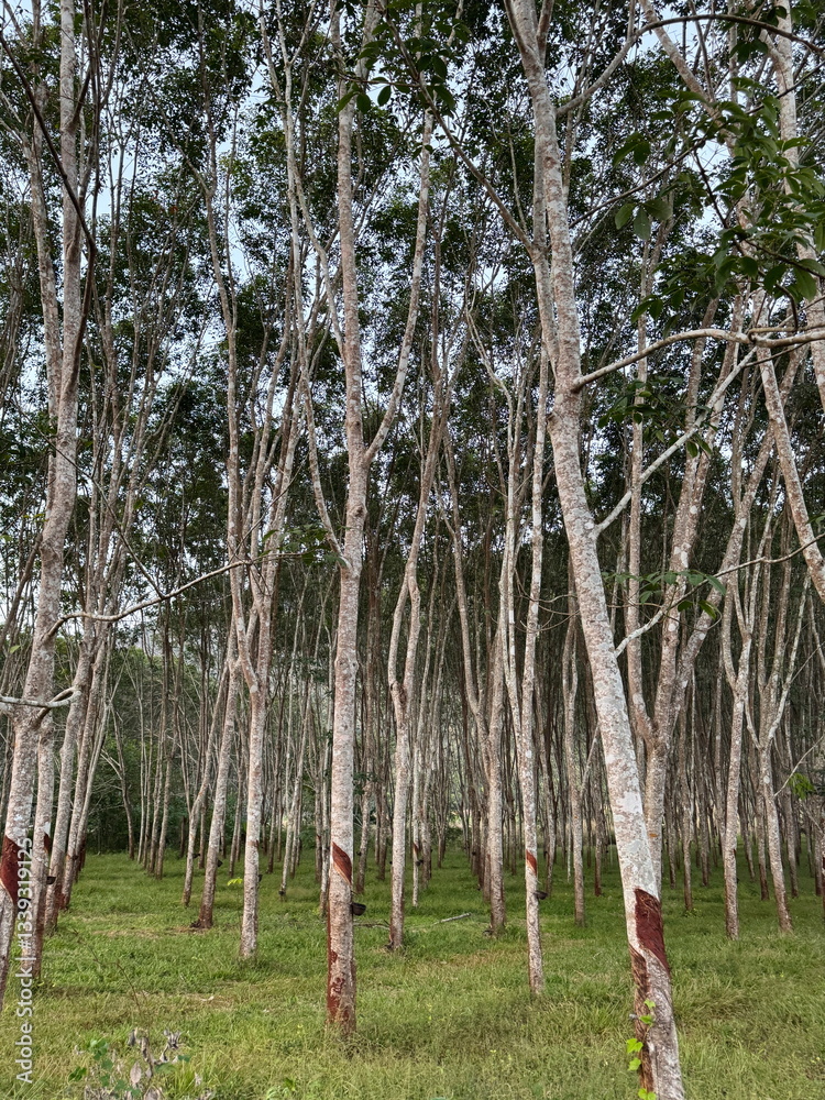 Forest of rubber trees growing in Thailand