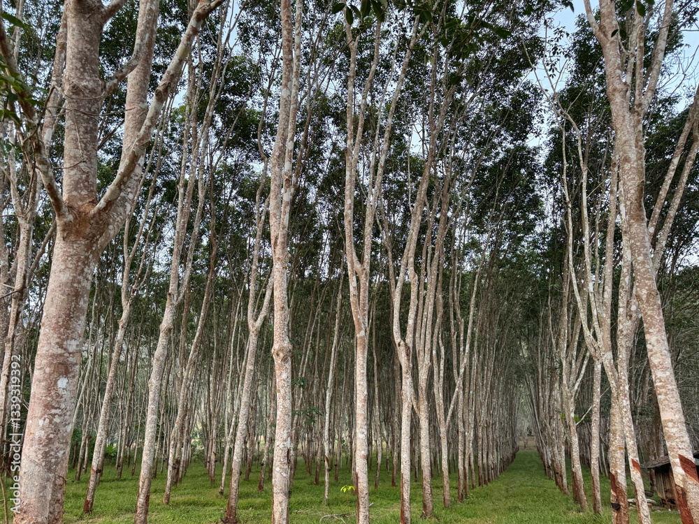 Forest of rubber trees growing in Thailand