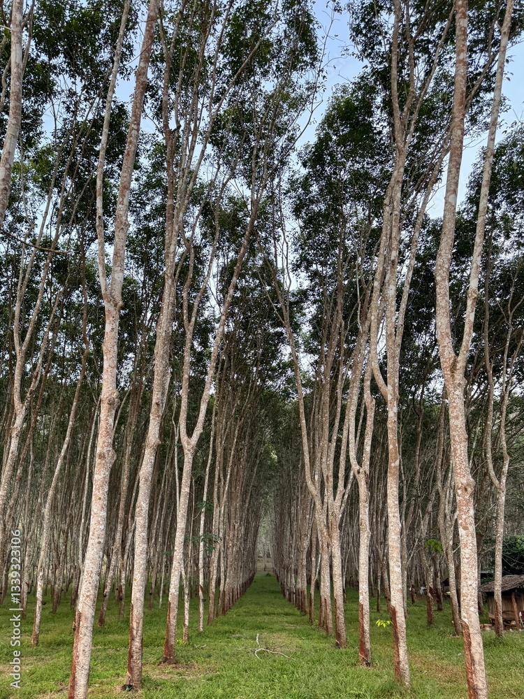 Forest of rubber trees growing in Thailand