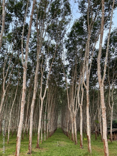 Obraz na płótnie Forest of rubber trees growing in Thailand w salonie