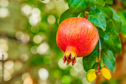 grantaapfel an einem Grünen Granatapfelbusch