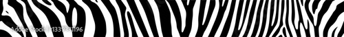 zebra stripe pattern with wavy black and white animal skin texture vector