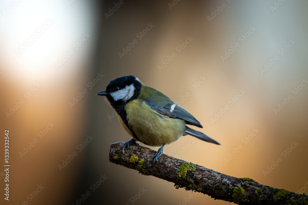 Fototapeta premium Sikorka portret bokeh zółte tło na gałązce 
