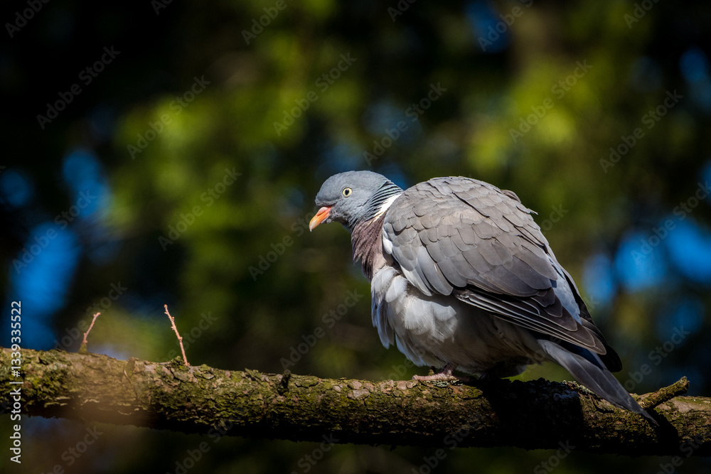 Fototapeta premium wood pigeon on a branch in nature