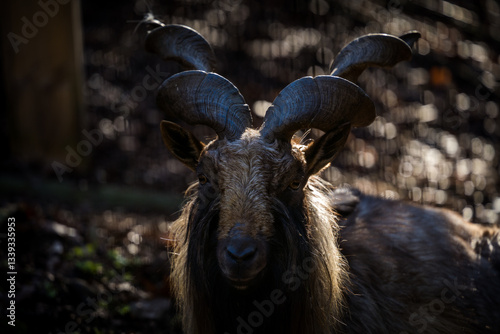 Capra falconeri goat in the nature