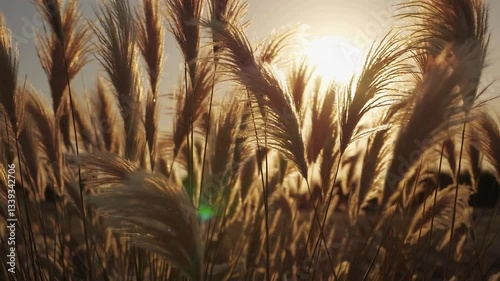 Golden sunset through swaying pampas grass capturing nature's serenity