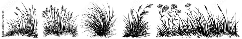 wild grasses and meadow plants sketch collection
