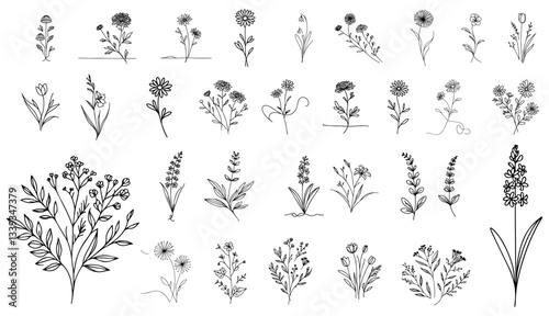 hand-drawn botanical elements wildflowers and herbs