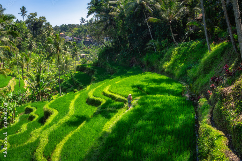 Woman explore lush rice terraces and vibrant tropical plants, capturing the cultural and environmental significance of agriculture in this beautiful landscape, Ubud, Bali, Indonesia