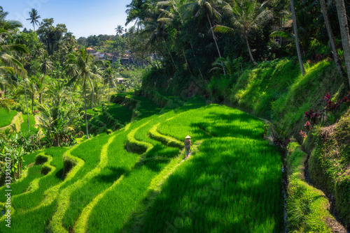 Obraz na płótnie Woman explore lush rice terraces and vibrant tropical plants, capturing the cultural and environmental significance of agriculture in this beautiful landscape, Ubud, Bali, Indonesia w salonie