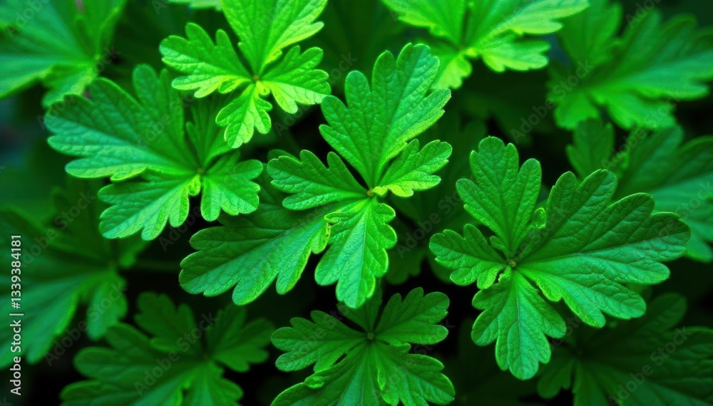 Intricate parsley leaf pattern, vibrant green hues, fresh, food, leaves Intricate parsley leaf pattern, vibrant green hues, fresh, food, leaves