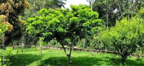 Foto Pau Brasil tree