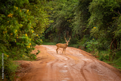 Axis deer (Axis axis), also known as a spotted deer, standing on a muddy road in Yala National Park, South Coast, Sri Lanka. This graceful herbivore is commonly found in tropical forests