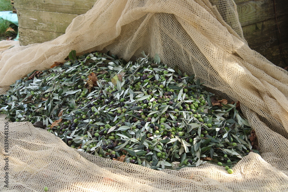 Φωτογραφία raccolta delle olive e lavoro al frantoio per la produzione dell'olio evo