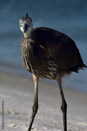 Great Blue Heron on Bird Island, Orange Beach, AL
