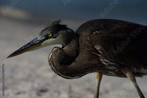 Great Blue Heron on Bird Island, Orange Beach, AL