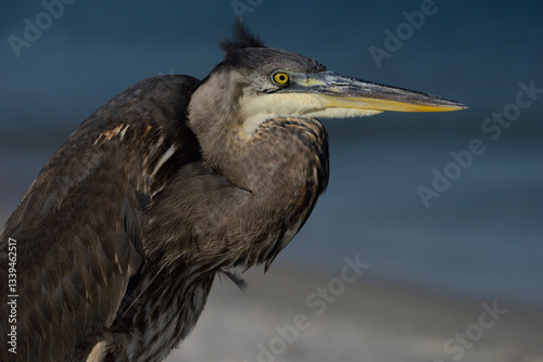 Great Blue Heron on Bird Island, Orange Beach, AL