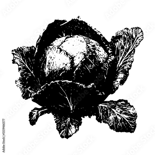 cabbage vegetable in vintage black and white engraving style, hand drawn vector