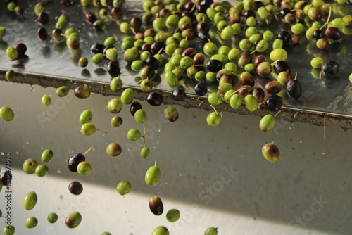 raccolta delle olive e lavoro al frantoio per la produzione dell'olio evo