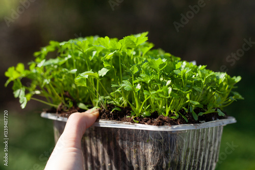 Parsley and celery seedlings ready to transplant in a domestic vegetable garden.