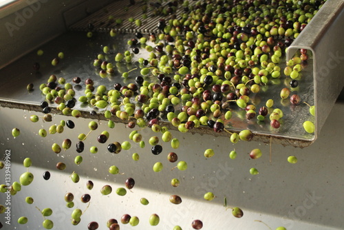 raccolta delle olive e lavoro al frantoio per la produzione dell'olio evo