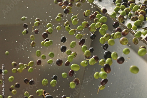 raccolta delle olive e lavoro al frantoio per la produzione dell'olio evo