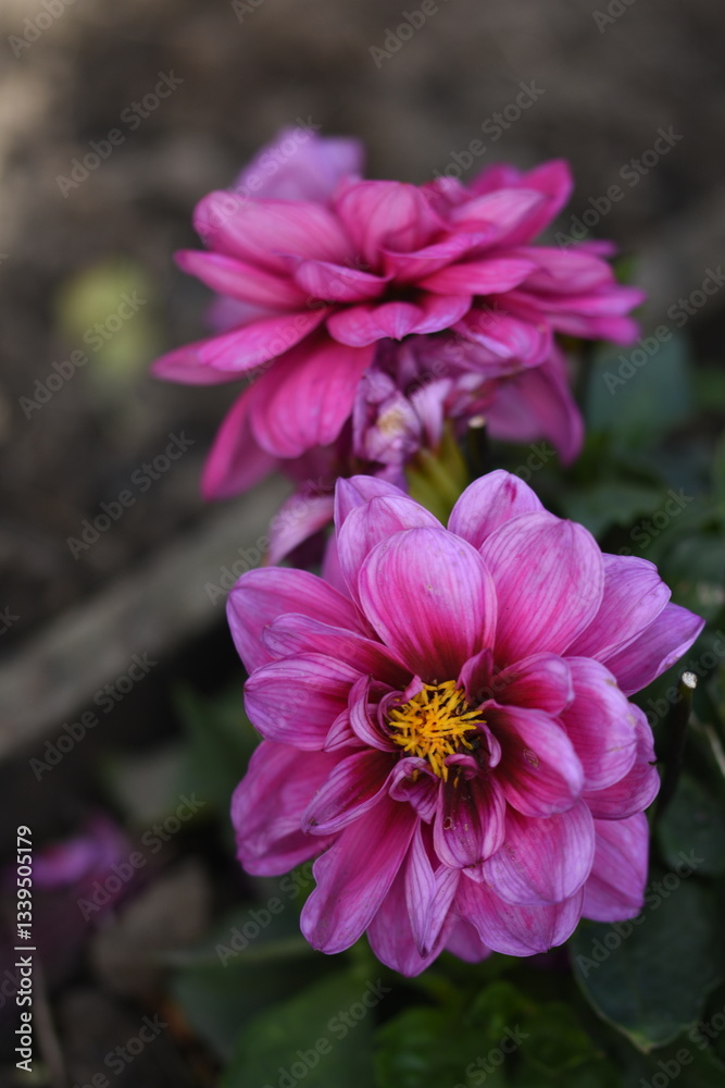 Obraz premium pink flower
