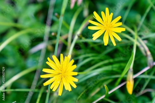 Two vibrant yellow flowers with narrow petals shine brightly against green grass near Danta di Cadore, Veneto, in June 2024. A peaceful summer scene captured beautifully. photo