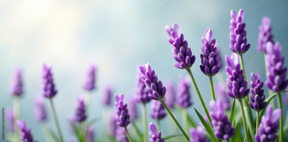 Aromatic lavender sprays against clean backdrop, nature, isolated, botanical Aromatic lavender sprays against clean backdrop, nature, isolated, botanical