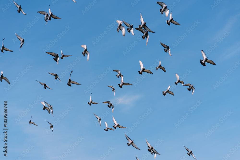 Fototapeta premium Flock of pigeons flies in the blue sky