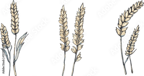 Hand drawn illustration of wheat ears isolated on transparent background. Vector graphics