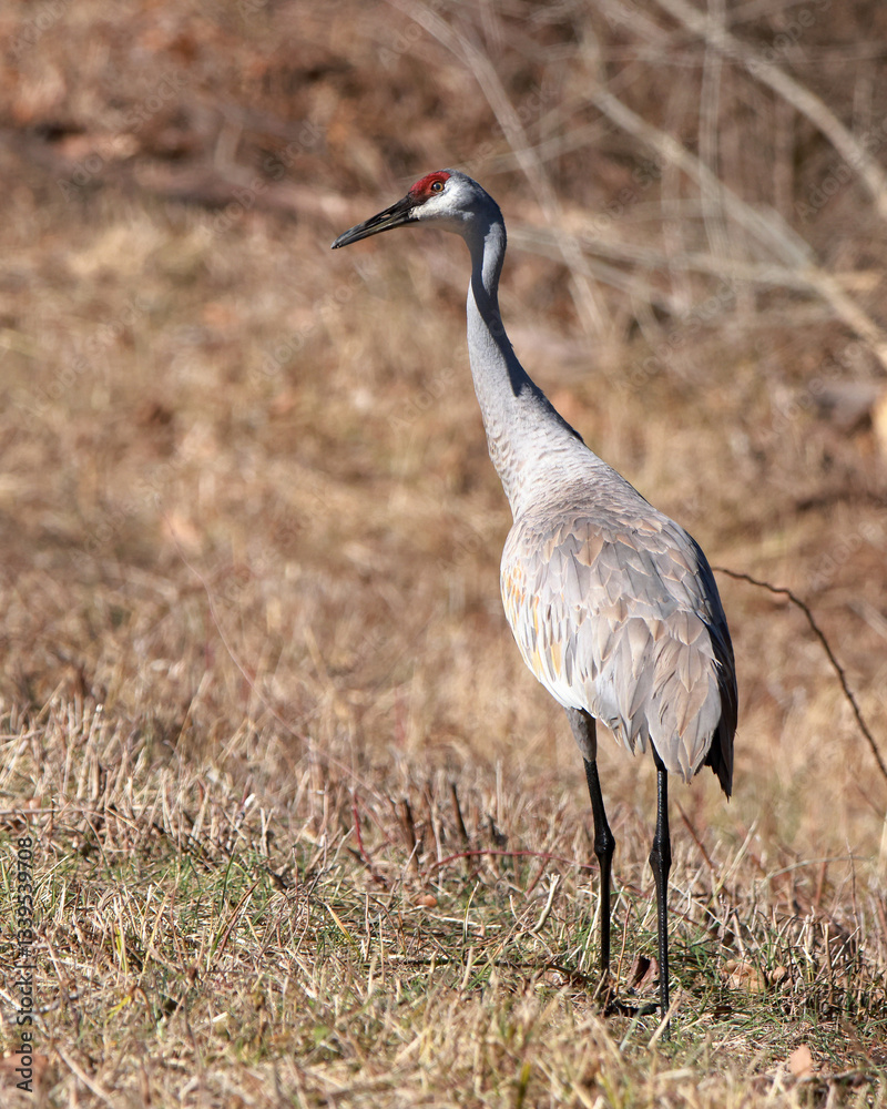 Obraz premium One magnificent Sandhill Crane walking on brown grasses.