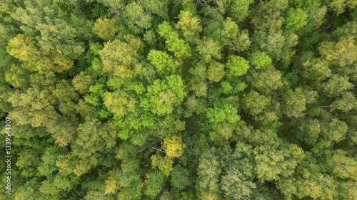 Aerial view of a dense autumn forest with green and yellow trees