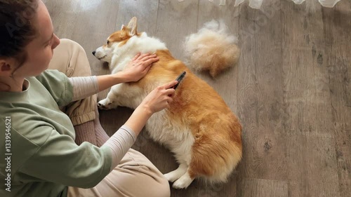 Woman brushing corgi dog to remove loose fur during shedding season