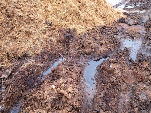 Wallpaper Mural A close-up of wet manure mixed with straw, forming a muddy composting area with small water puddles. The organic material is decomposing, creating a nutrient-rich mixture for agricultural use. Torontodigital.ca