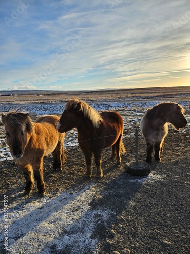 iceland - ring road november