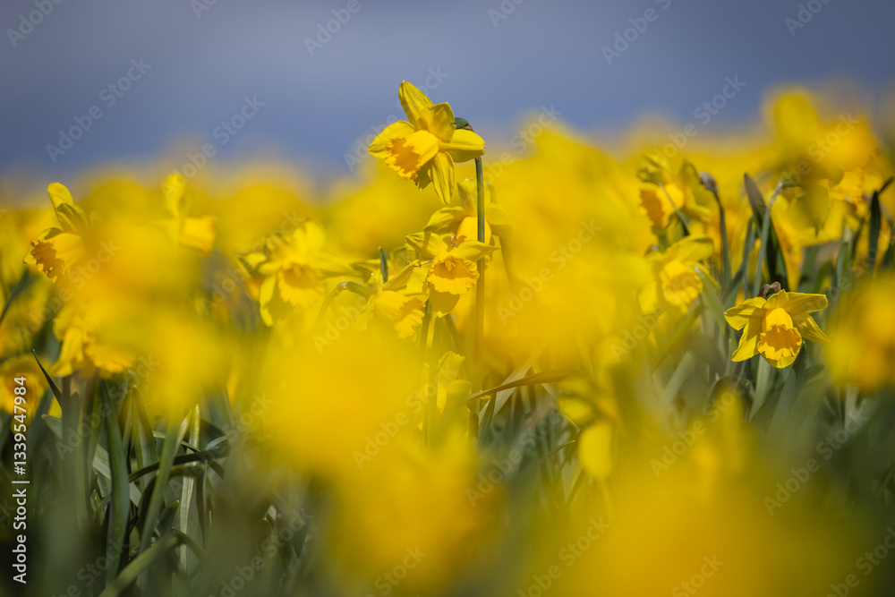 Fototapeta premium A field of vibrant daffodils in bloom in Wales, on a sunny spring day