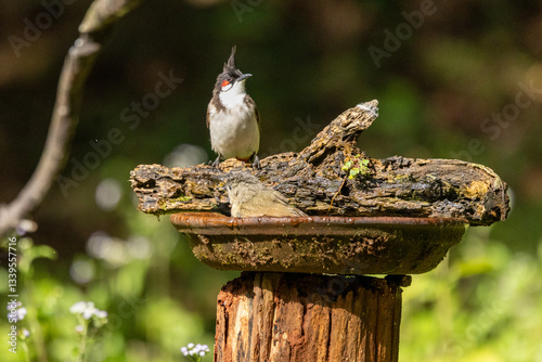 Tableau sur toile Red-whiskered bulbul ready to eat fruits, Western Ghats, Old magazine house, Gan
