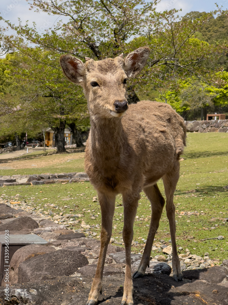 Graceful Young Deer in Meadow