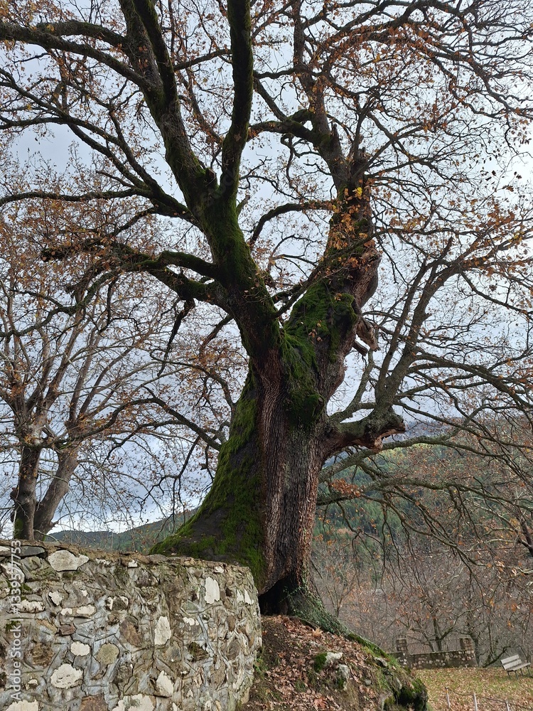 Fototapeta premium Old big tree, Zarouhla, Greece