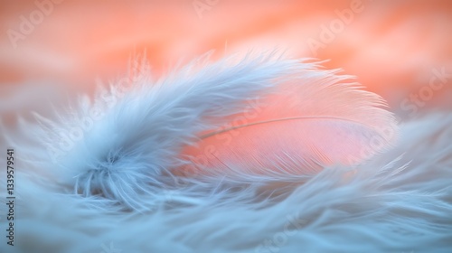 White and pink feathers softly layered with shallow depth of field